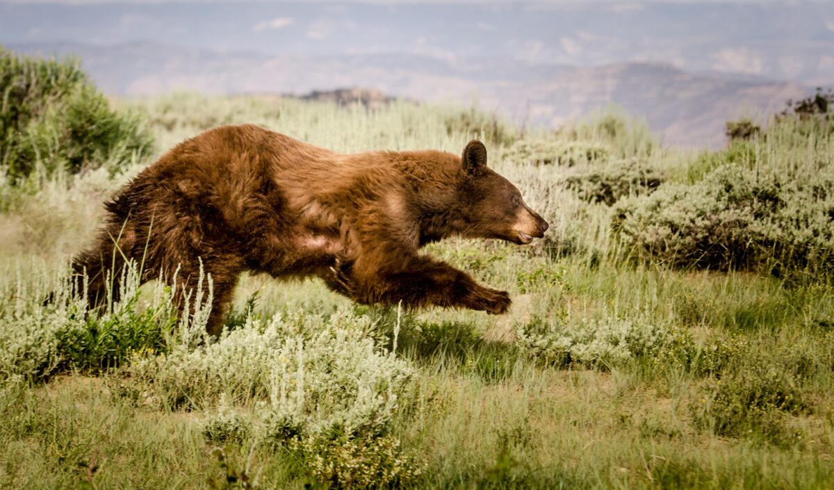 Bear care: Things to remember to limit risks in Utah’s bear country